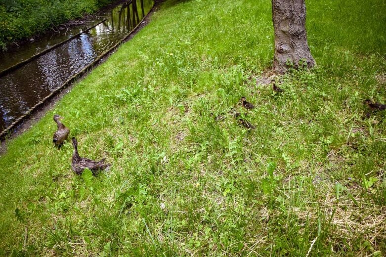  Kaczuszki uratowane! Popłynęły bezpiecznie rzeką Łupią 