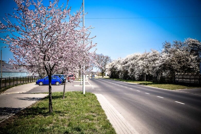  Kwitnąca ulica Sobieskiego w Skierniewicach [ZDJĘCIA] 