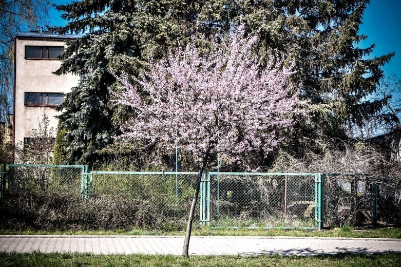  Kwitnąca ulica Sobieskiego w Skierniewicach [ZDJĘCIA] 