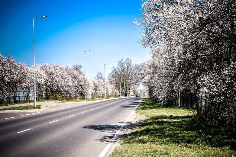  Kwitnąca ulica Sobieskiego w Skierniewicach [ZDJĘCIA] 