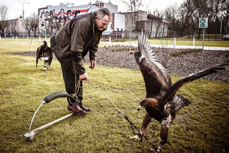  Orły, sokoły... i sowa w Skierniewicach 