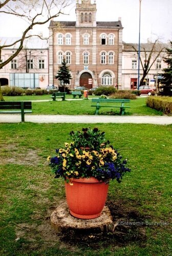  Rynek w Skierniewicach znów w zieleni? Cuda się zdarzają [ZOBACZ ARCHIWALNE ZDJĘCIA] 