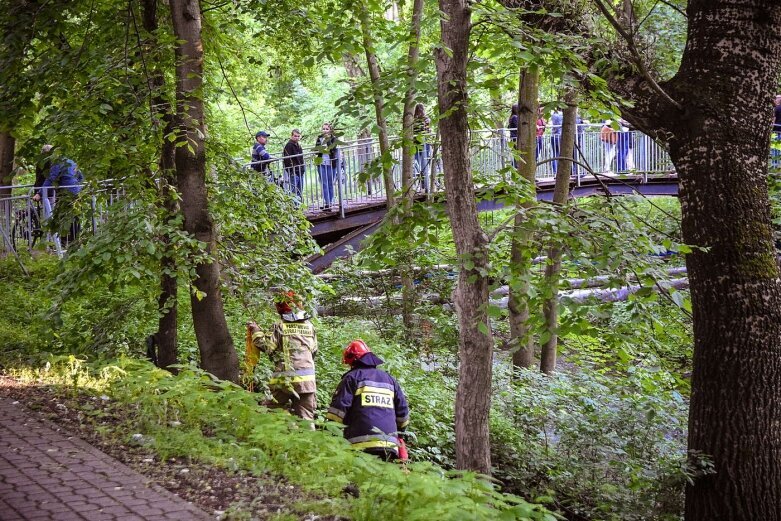  Szukali topielca bo się pani przywidziało 