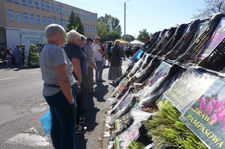  Ulice Skierniewic tętniły świątcznym życiem  