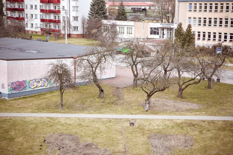  Wytną jabłonie przy centrum kultury w Skierniewicach 