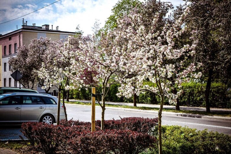  Zakwitła ulica Reymonta  