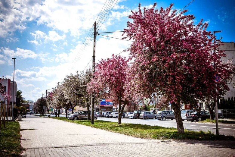  Zakwitła ulica Reymonta  