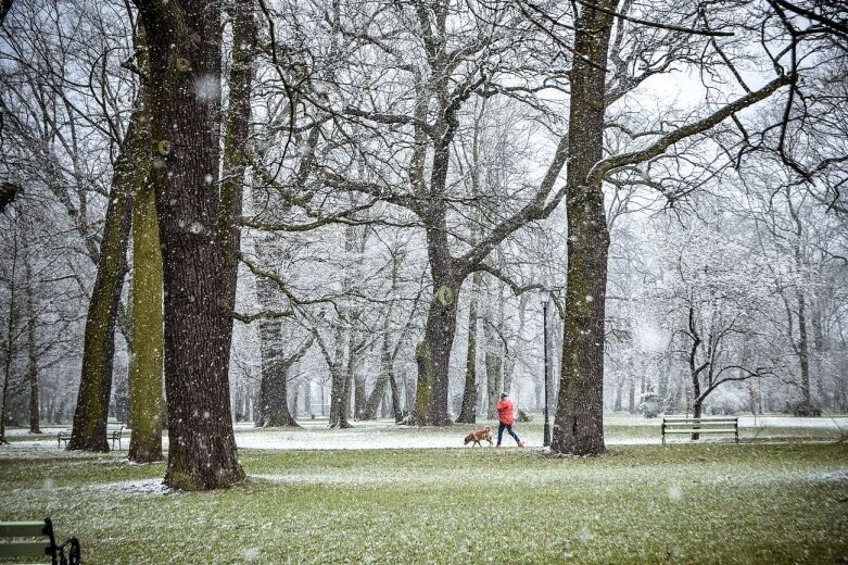  Zima przypomniała sobie o Skierniewicach [ZDJĘCIA] 