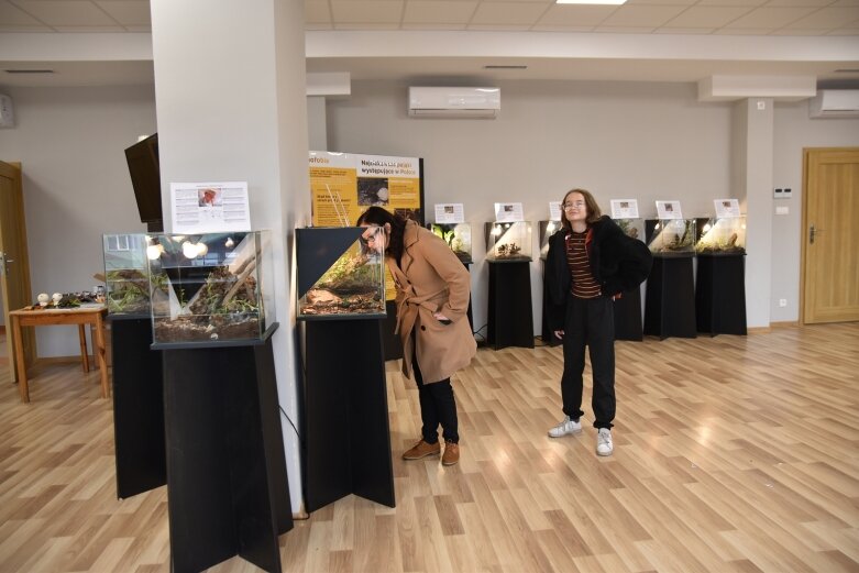  Żywe pająki i skorpiony w centrum kultury 