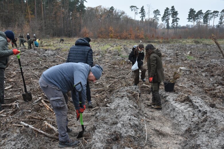  Las niepodległości w Bolimowskim Parku Krajobrazowym 