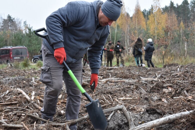  Las niepodległości w Bolimowskim Parku Krajobrazowym 