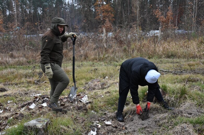  Las niepodległości w Bolimowskim Parku Krajobrazowym 