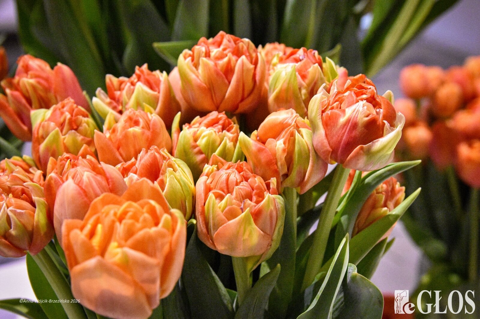  Trzy damy wśród tulipanów. Wilanów zakwitł, Skierniewice wybrzmiały 