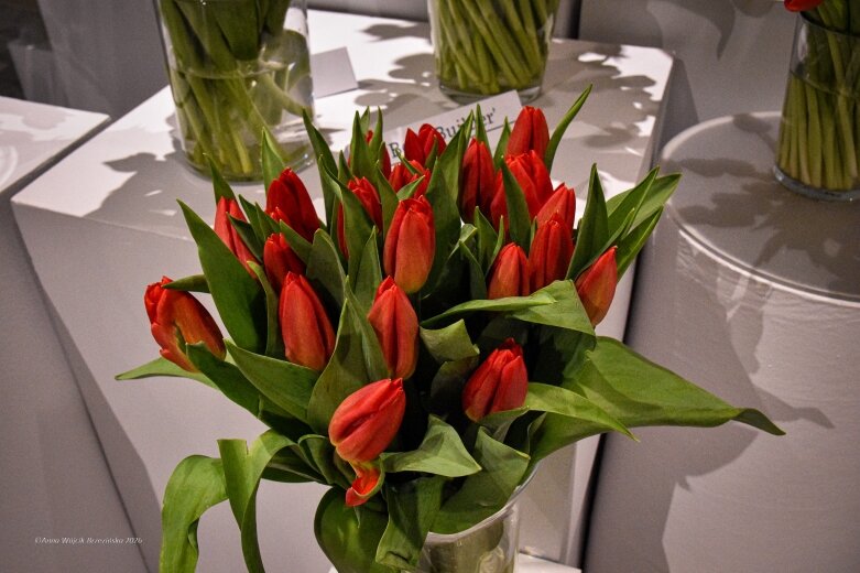  Trzy damy wśród tulipanów. Wilanów zakwitł, Skierniewice wybrzmiały 