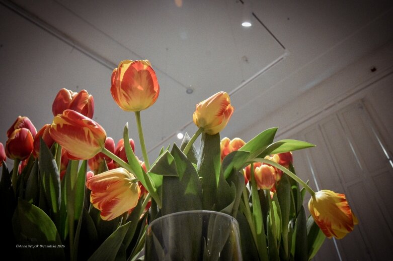  Trzy damy wśród tulipanów. Wilanów zakwitł, Skierniewice wybrzmiały 