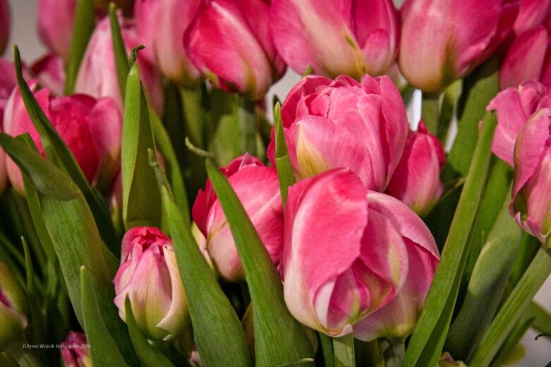  Trzy damy wśród tulipanów. Wilanów zakwitł, Skierniewice wybrzmiały 