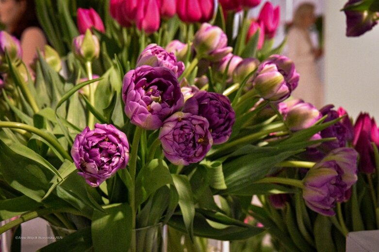  Trzy damy wśród tulipanów. Wilanów zakwitł, Skierniewice wybrzmiały 