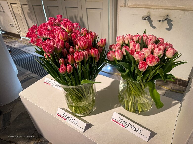  Trzy damy wśród tulipanów. Wilanów zakwitł, Skierniewice wybrzmiały 