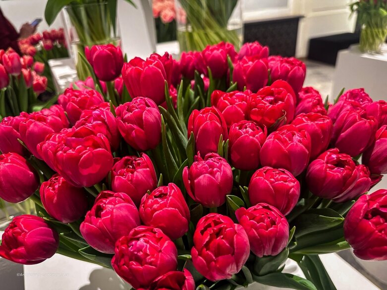  Trzy damy wśród tulipanów. Wilanów zakwitł, Skierniewice wybrzmiały 