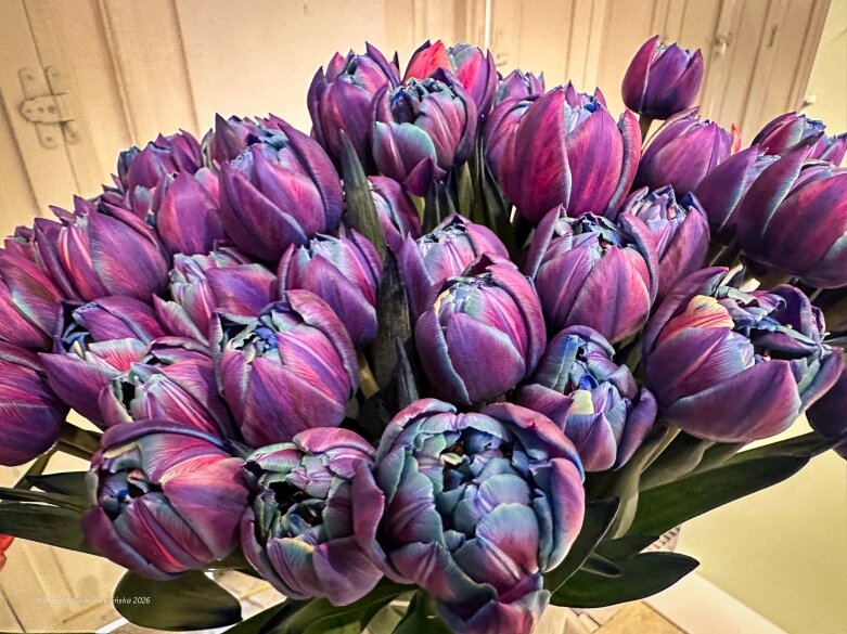  Trzy damy wśród tulipanów. Wilanów zakwitł, Skierniewice wybrzmiały 