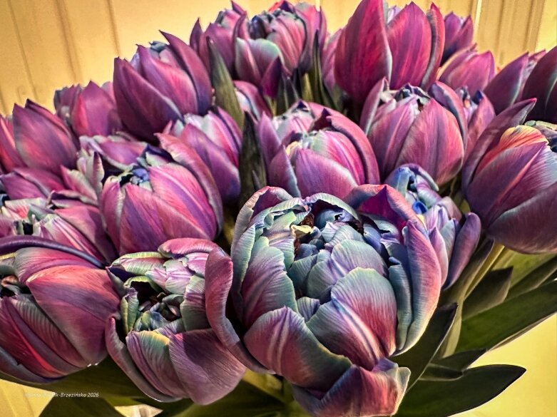  Trzy damy wśród tulipanów. Wilanów zakwitł, Skierniewice wybrzmiały 