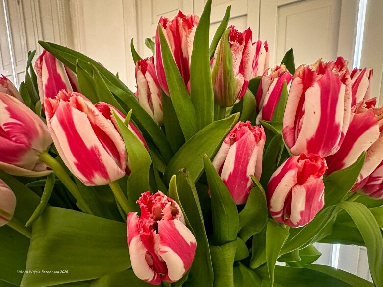  Trzy damy wśród tulipanów. Wilanów zakwitł, Skierniewice wybrzmiały 