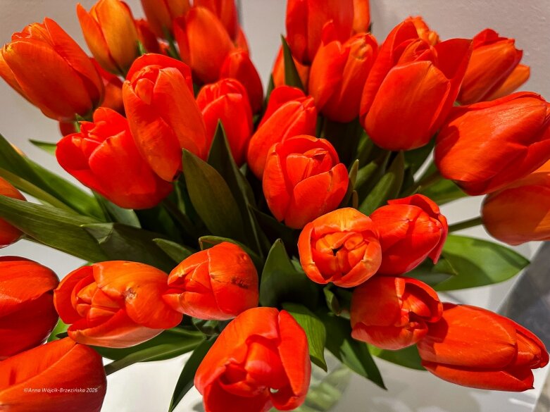  Trzy damy wśród tulipanów. Wilanów zakwitł, Skierniewice wybrzmiały 