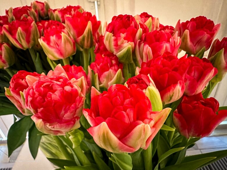  Trzy damy wśród tulipanów. Wilanów zakwitł, Skierniewice wybrzmiały 