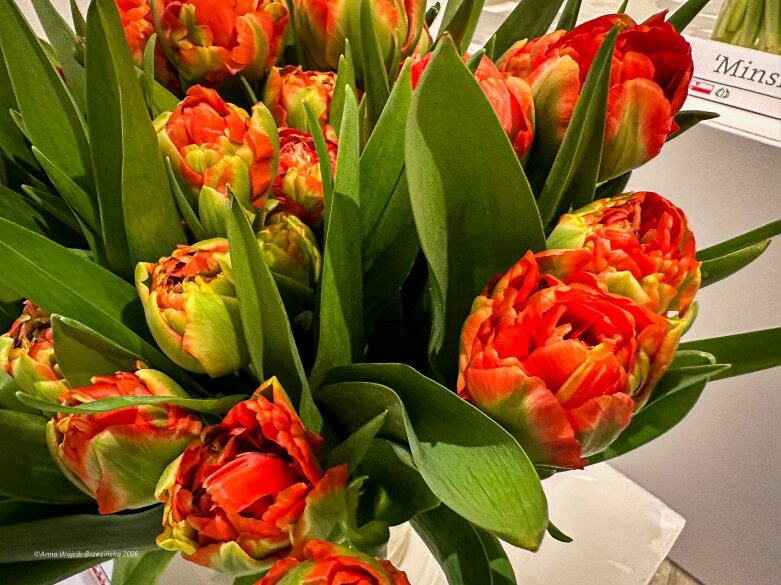  Trzy damy wśród tulipanów. Wilanów zakwitł, Skierniewice wybrzmiały 