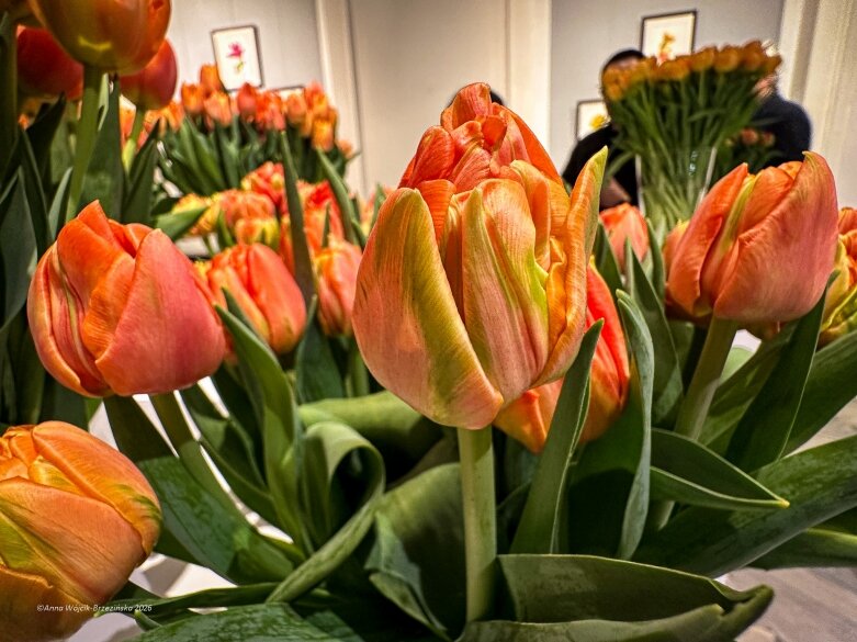  Trzy damy wśród tulipanów. Wilanów zakwitł, Skierniewice wybrzmiały 