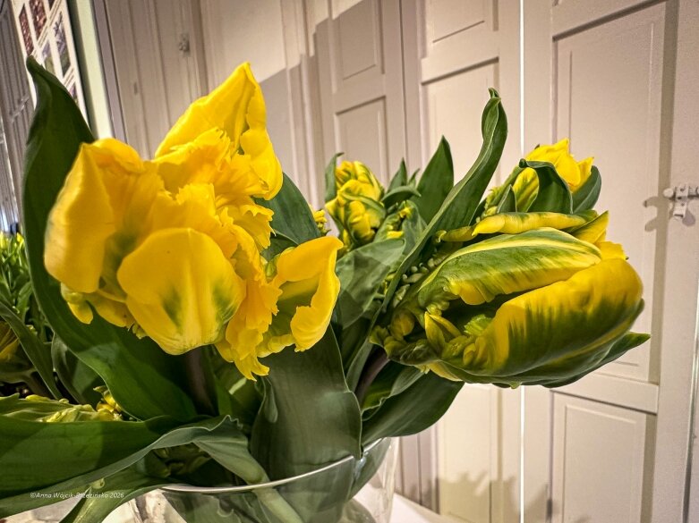  Trzy damy wśród tulipanów. Wilanów zakwitł, Skierniewice wybrzmiały 