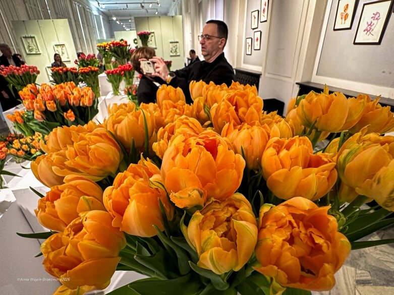  Trzy damy wśród tulipanów. Wilanów zakwitł, Skierniewice wybrzmiały 